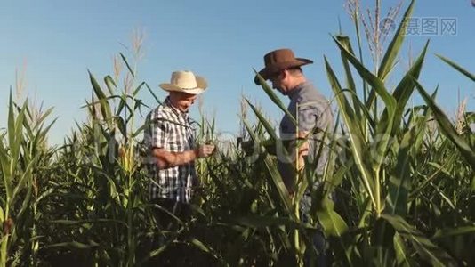 农民和一名在田间工作的农艺师检查成熟玉米芯。 两个商人带着平板电脑支票视频
