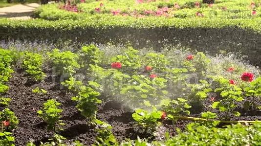 在公园里给花园、草地和鲜花浇水。视频