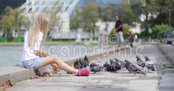 夏天，一个漂亮的孩子在湖边喂鸽子面包。视频