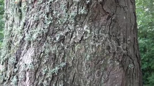 树皮上的地衣，地衣是共生真菌和藻类视频