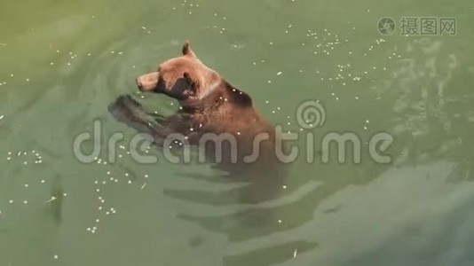 棕熊在动物园的池塘里游泳，吃食物..视频