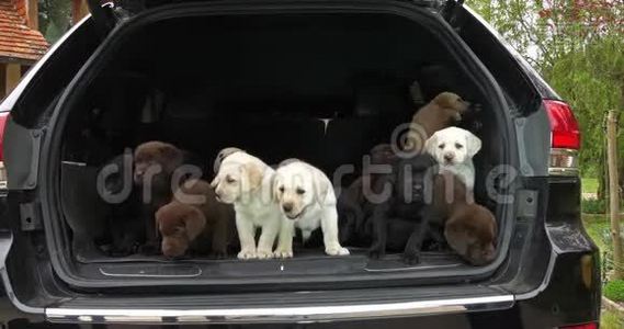 黄色，棕色和黑色拉布拉多猎犬，汽车后备箱里的小狗，法国诺曼底，慢动作视频