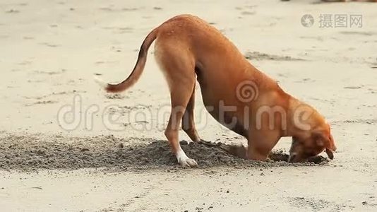 狗在海滩上挖沙子视频