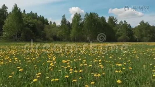 空中勘测。 巨大的全景，无限盛开的蒲公英田野和远处的森林，在画报的天空下，有一条林荫道视频