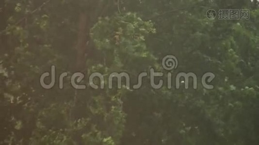 外面下着大雨。 强风强雨滴吹林中绿树枝.. 外面大雷雨视频