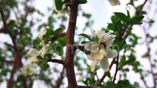 一棵苹果树上盛开着美丽的白色花朵，随风摇摆视频