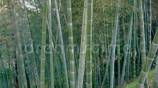 高竹林的灌丛.视频