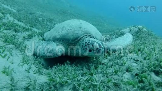 大海龟的正面肖像，睡在绿色的海草上，在水流中摇曳。 绿海龟，切洛尼亚。视频
