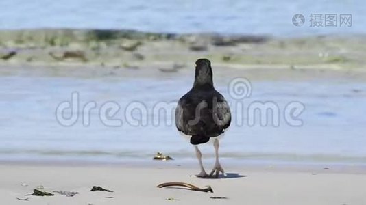 海滩上的捕鸟人视频