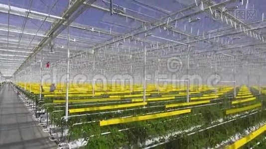 番茄植物的航拍镜头在一个大温室里，生长在一个特殊的设备上。视频
