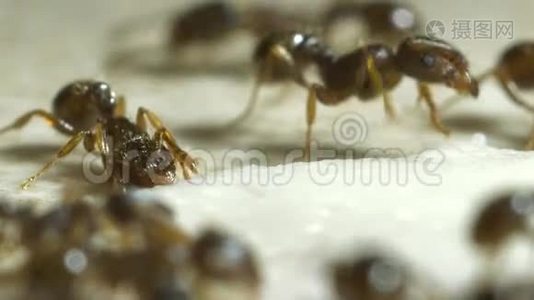一群蚂蚁在厨房里视频