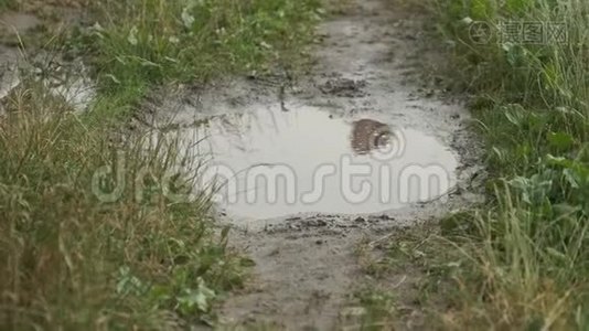 女孩穿着靴子在乡间小路上的雨坑里奔跑的特写视频