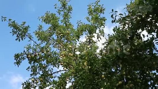 苹果树天空和温暖的微风视频