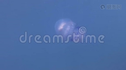 桶状海蜇在碧水中游泳。 水下射击，特写视频
