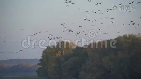 大雁在夜空中飞翔，许多鸟儿在河上飞翔，大自然，秋天的森林在日落时飞翔视频