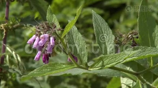 紫色多年生野花视频