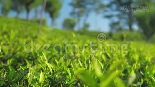 茶树种植园与树木近距离慢动作视频