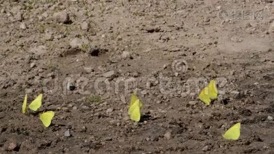 无云的巨型硫磺蝴蝶视频
