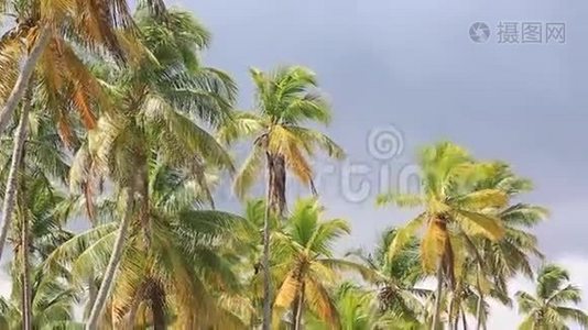 摄像机从棕榈树的顶端移动到野生海滩，最后一个离开的人。 好像你一个人在视频