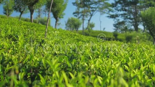 茶场与灌木丛对树特写慢动作视频