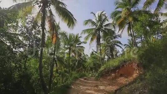 令人惊叹的丛林之路上的棕榈树和植物视频