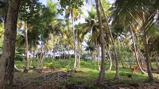 棕榈树和野生海滩植物360度圆景视频