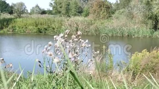 野生干植物牛奶河的背景蓟，水飞蓟，马里亚纳姆或红桃，马里亚纳，治疗草药，用于视频