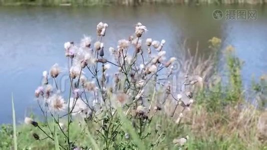野生干植物牛奶河的背景蓟，水飞蓟，马里亚纳姆或红桃，马里亚纳，治疗草药，用于视频