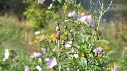 野生干植物牛奶河的背景蓟，水飞蓟，马里亚纳姆或红桃，马里亚纳，治疗草药，用于视频