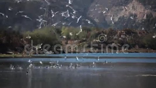 泻湖上的海鸥视频