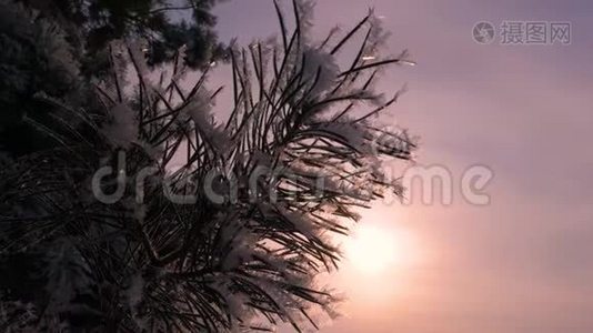 云杉针叶覆盖着海霜，在冬季阳光的背景下，松枝的轮廓。 特写镜头。 在视频