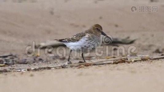 幼鸟邓林·卡立德里斯·阿尔皮纳沿着沙质海岸散步，找到食物并吃掉它.视频