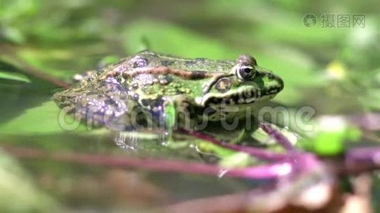 一只大青蛙坐在水里的叶子上视频