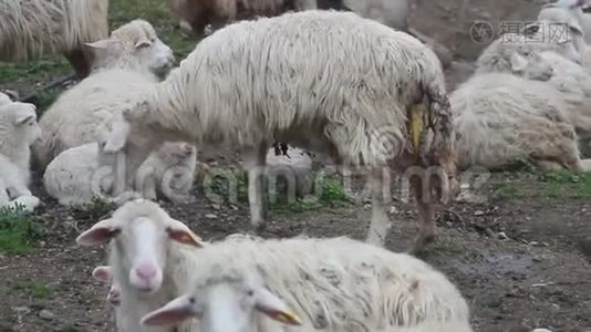 站着的羊已经要产了，胎盘也漏了视频