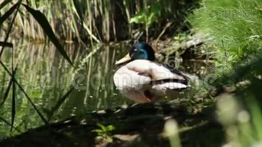 鸭子休息视频