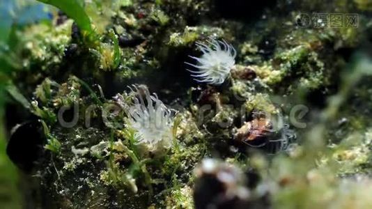 海葵的触角可以在黑海的水流中捕捉浮游生物的食物，这可能是海葵的触角。视频