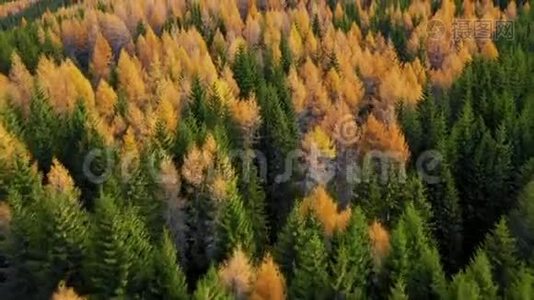 秋天的落叶松森林景色。 黄色和绿色的树。 高山峡谷，橙色落叶松森林视频