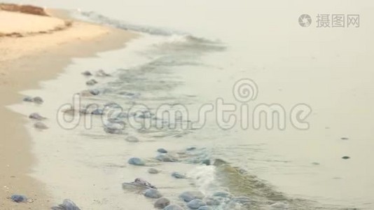 沙滩上有许多死水母。视频