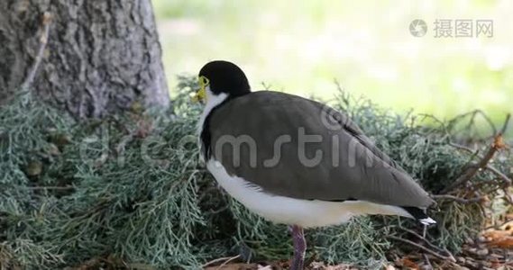 蒙面Lapwing，Vanellus英里，近景4K视频