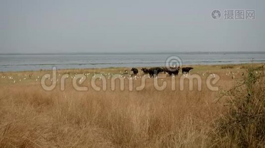 干旱季节野牛在非洲野生湖岸边视频