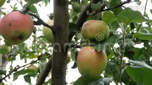 苹果园的树枝上挂着大的青苹果。 成熟的果实挂在树枝上。视频