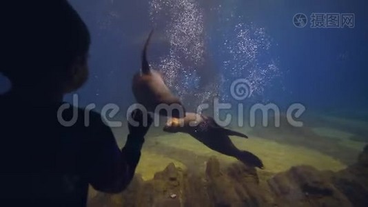 海洋馆的小男孩在水族馆里看着皮海豹在透明的水中漂浮视频