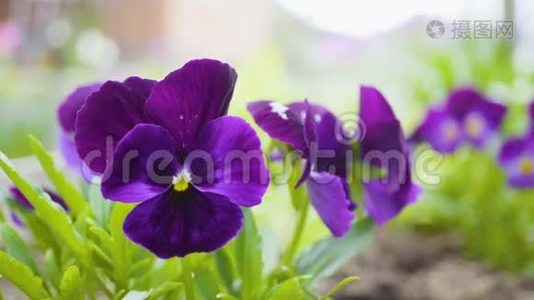 紫罗兰色的三色堇花。视频