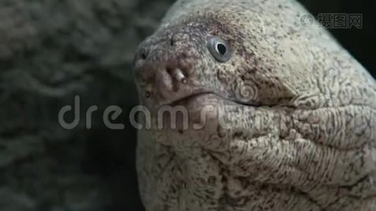 海底生物野生Eel视频