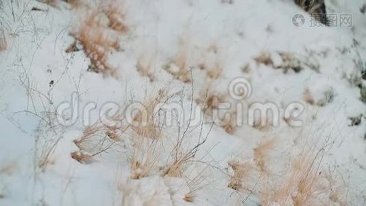 冬天。 雪钉着黄色的细草视频