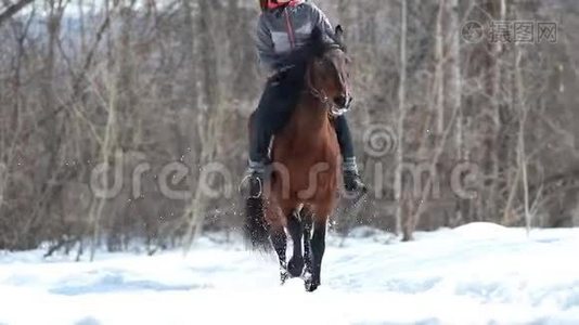 一个女人骑着一匹棕色漂亮的马在森林里的雪地上视频