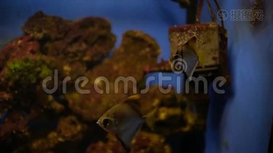 水族馆里的水族馆鱼。 安吉尔菲视频