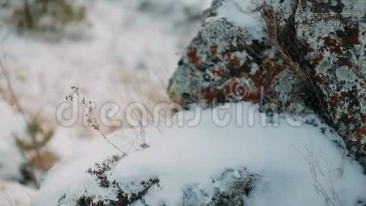 冬天。 雪钉着黄色的细草视频