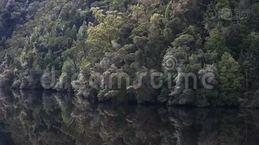 靠近戈登河附近的温带雨林视频