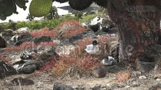 一对熔岩海鸥在伊斯拉南广场上一个巨大的仙人掌下筑巢视频